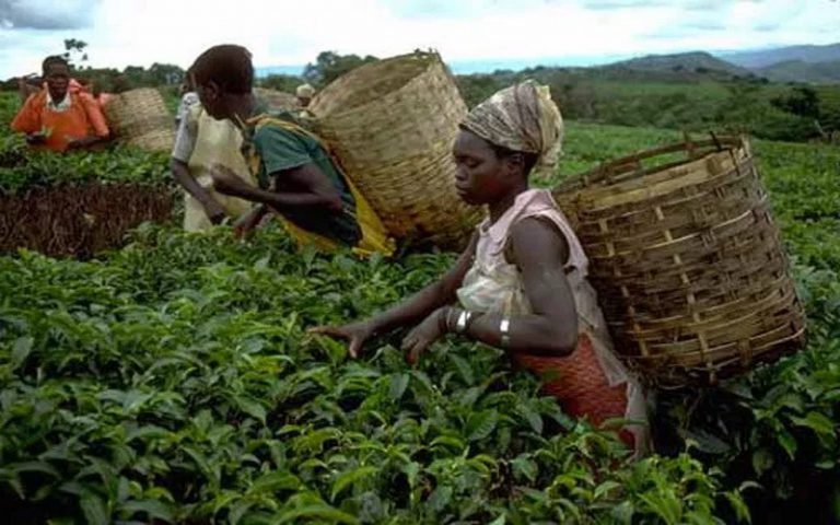 Vers le lancement d’une initiative pour booster l’entrepreneuriat féminin dans l’agriculture par l’AECF