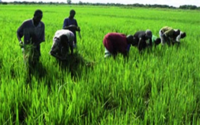 Le Mali s’attend à une grosse campagne agricole 2017- 2018