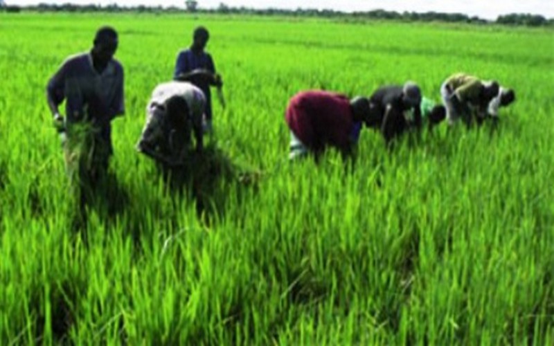 Le Mali s’attend à une grosse campagne agricole 2017- 2018