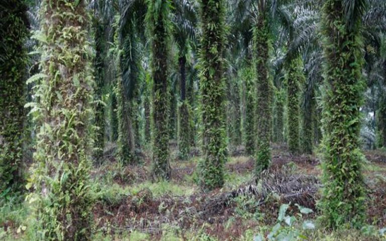 La RDC révèle le comité préparatoire de la COP23