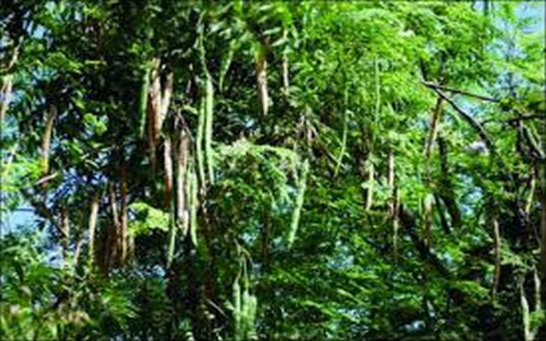 Culture de l’arbre de vie le « Moringa » au Mali : Amadou Niane au four et Moulin pour la promotion de cette plante