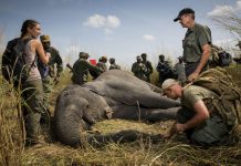 Le point de vue de Baudouin Michel sur la situation des parcs en RDC