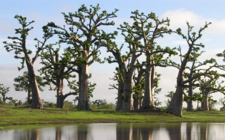 Sénégal : Régénération des forêts par le Conseil départemental de Bignona