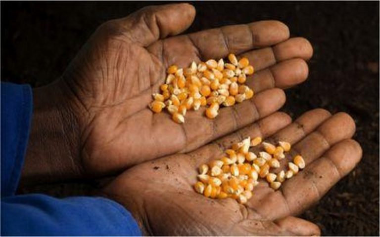 Des Zones d’aménagements agricoles planifiées au Togo pour booster la production à l’échelle nationale