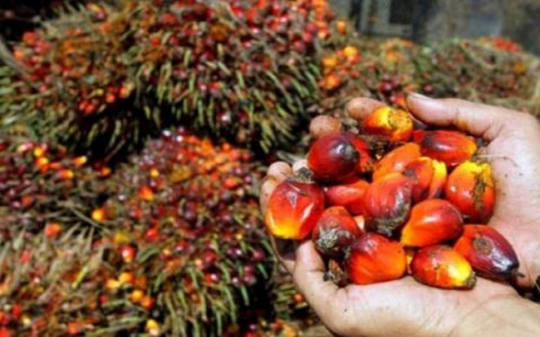 Le Gabon, pays hôte de l’atelier national sur l’initiative de développement durable du palmier à huile en Afrique