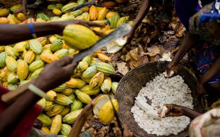 Le Cameroun a exporté plus de 95% des fèves du grade II lors de la campagne 2016-2017