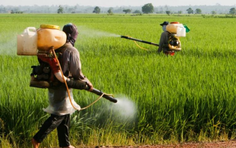 Ibrahima Guèye : (CropLife/Sénégal) : « la gestion des pesticides est un sérieux problème l’environnement »