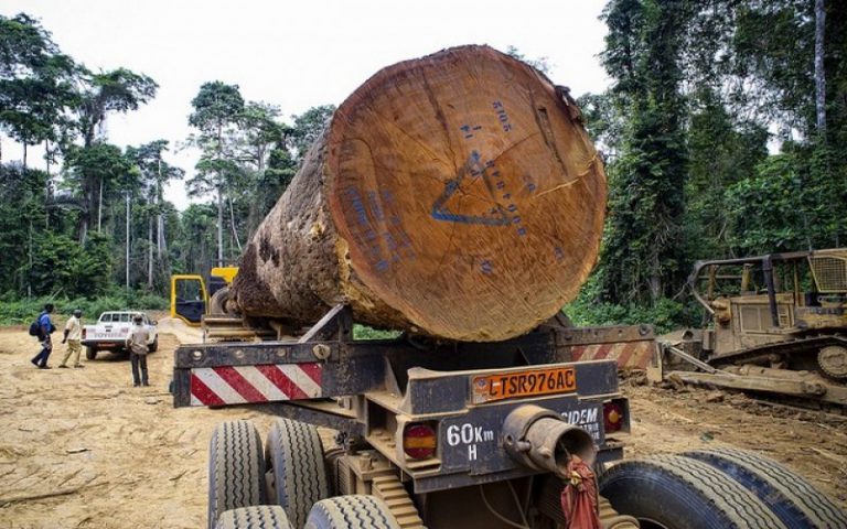 Grace à la gouvernance forestière, l’exploitation illégale des forêts recule de 39% au Cameroun