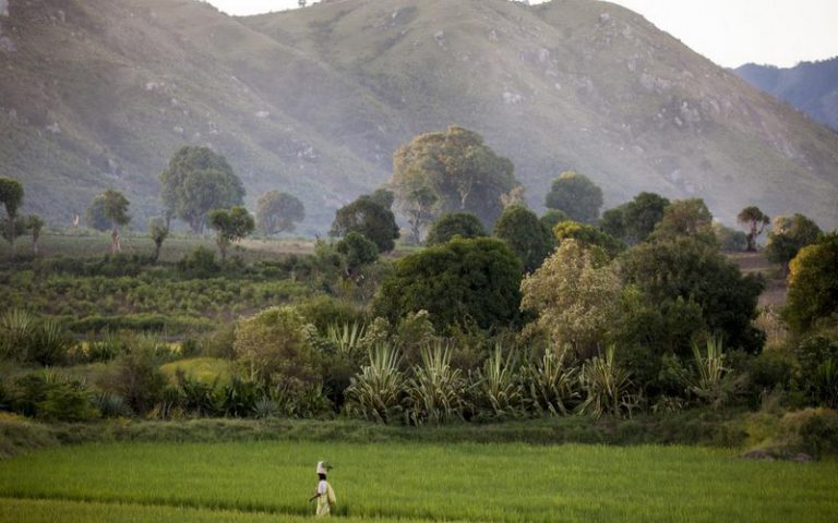 L’agriculture, socle du développement de l&rsquo;économie malgache