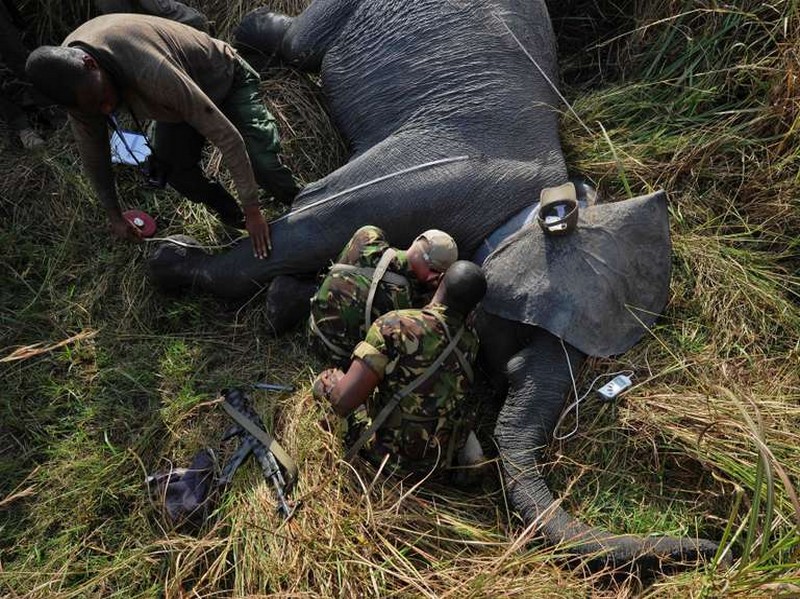 Alors que s’éteignent les éléphants d’Afrique, les chinois ont pris le contrôle des routes de l’ivoire