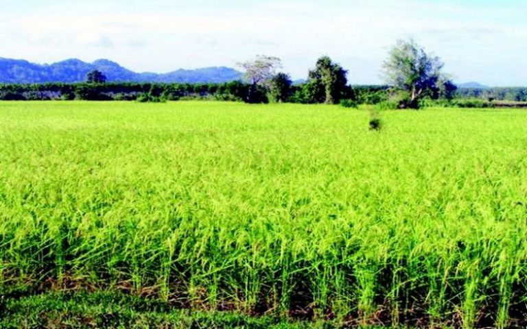 L’insécurité alimentaire guette le cercle de Macina (Mali) malgré les perspectives agricoles prometteuses