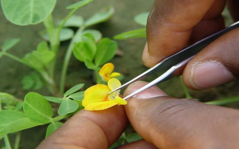 Utilisation des variétés de plantes génétiques pour stimuler la sécurité alimentaire