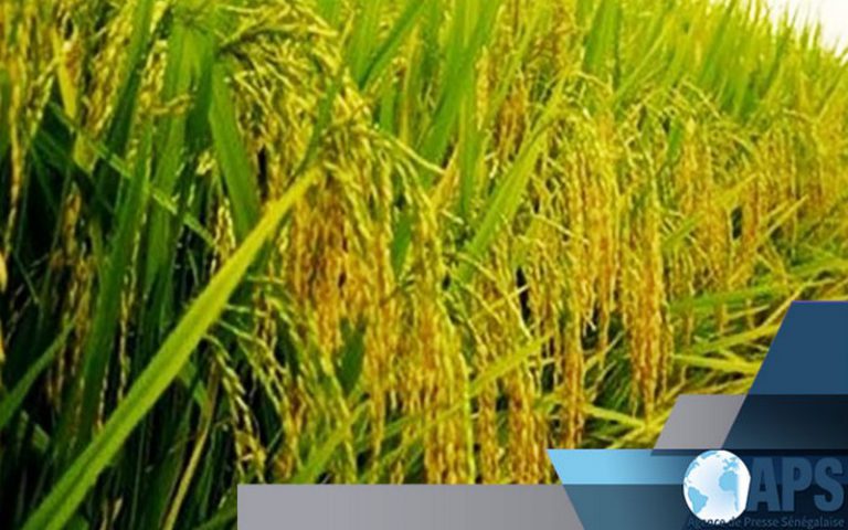 Sénégal : quand les populations de Dodel et Démette se mobilisent pour un projet d’aménagement de 10.000 ha