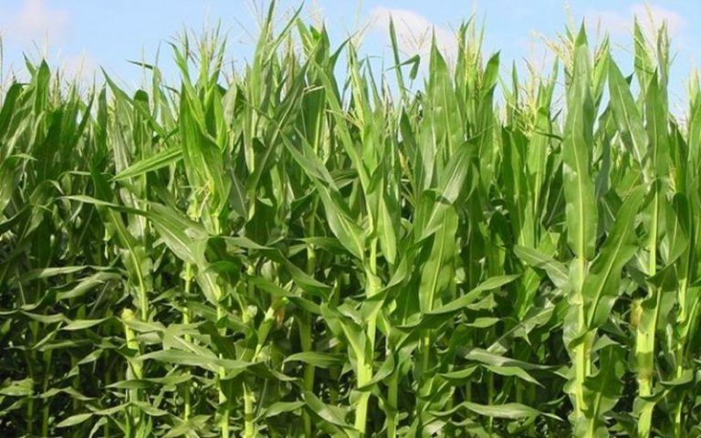 PPAAO/WAAPP pour une augmentation durable de la productivité en Afrique