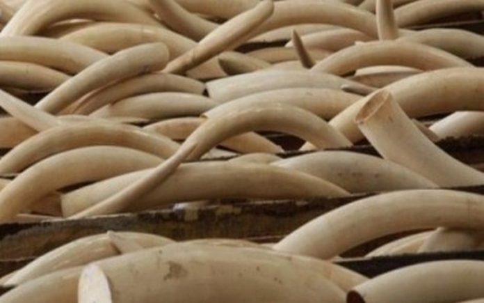 trafic d’ivoire au Gabon