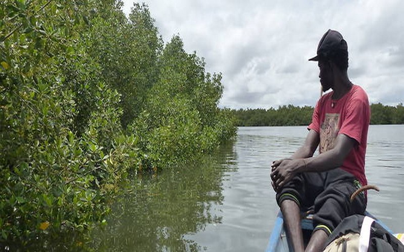 Delta du Saloum- un royaume de mangroves menacé par la déforestation