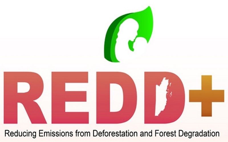 La République Démocratique du Congo, premier pays à tester le REDD+