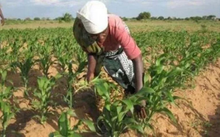 Vers l’instauration d’un SMIG agricole au Gabon