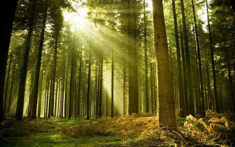 Planter des arbres serait la solution la plus efficace face au changement climatique (The Nature Conservancy)