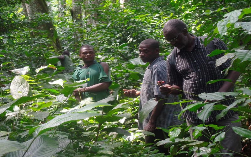 COP 23 / REDD+ : Le Congo-Brazzaville valide sa stratégie nationale