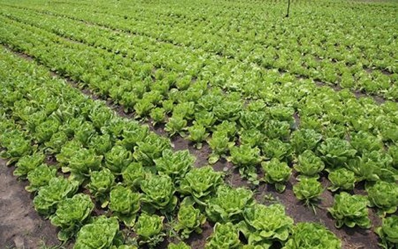 Jean-Baptiste Habyarimana : « le Rwanda souhaite acquérir des terres agricoles au Congo »