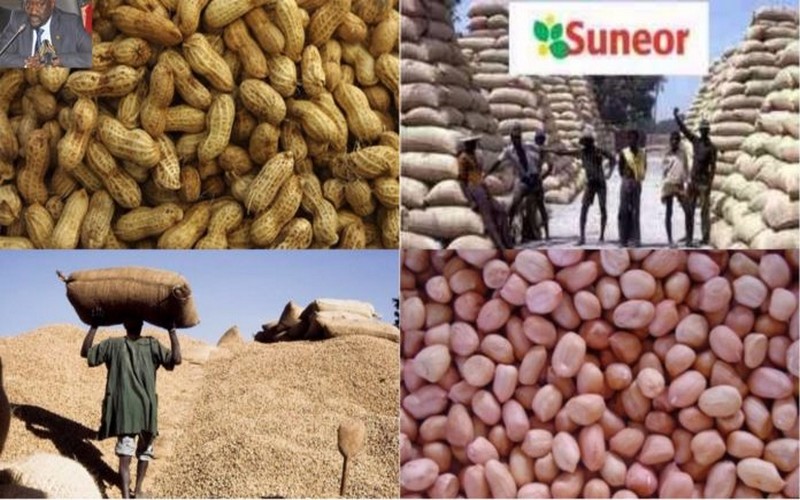 Arachide au Sénégal : l’Etat fixe le prix du kg à 210 F CFA