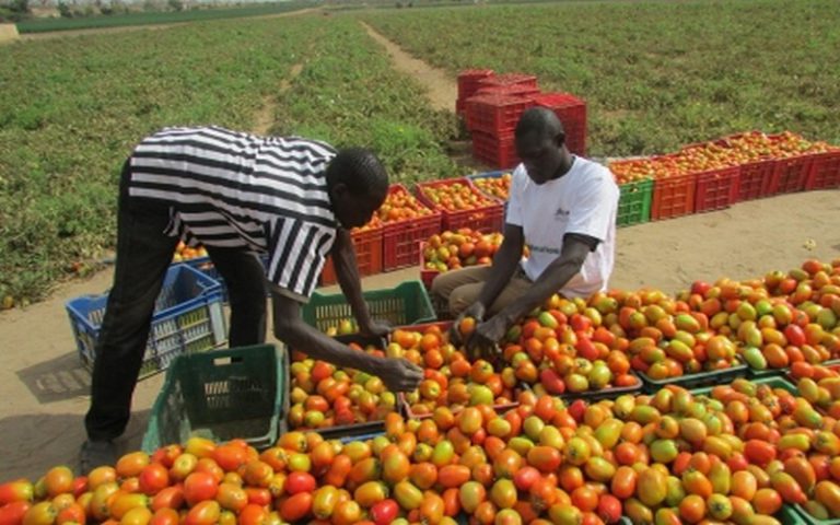 Regard sur l’expérience du Programme des domaines agricoles communautaires au Sénégal