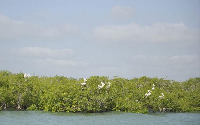 Forum oust-africain pour la conservation côtière et maritime en Guinée : La mangrove au centre des débats