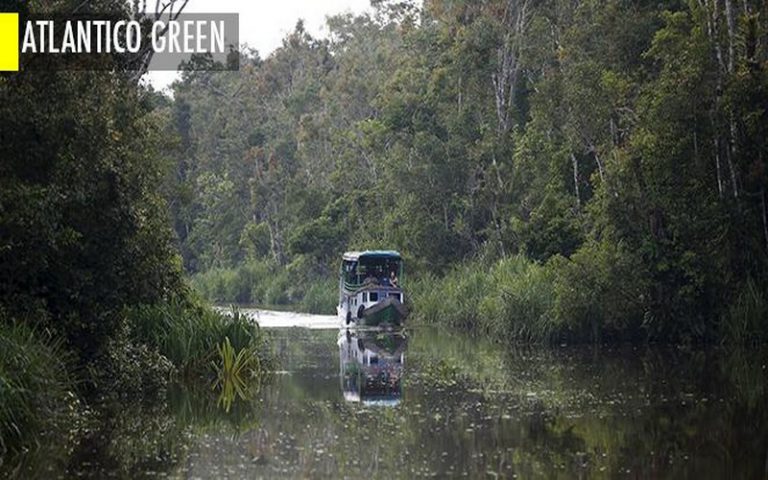 Les forêts tropicales cessent d’être des puits de carbone
