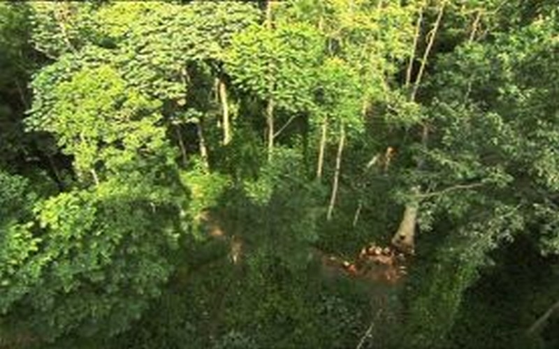 Forêts à haute teneur en Carbone : au Cameroun, Greenpeace plaide pour une meilleure gestion