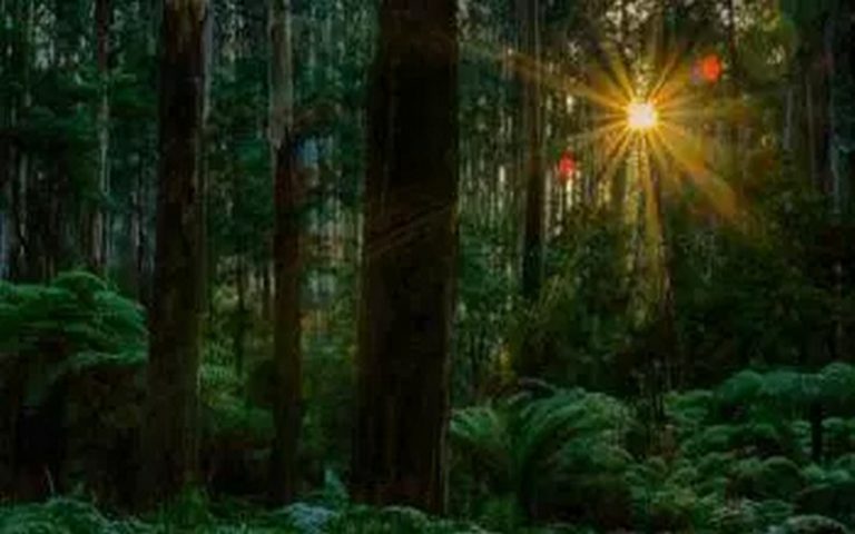 Préservation des forêts en Afrique, les organisations alertent davantage sur les menaces