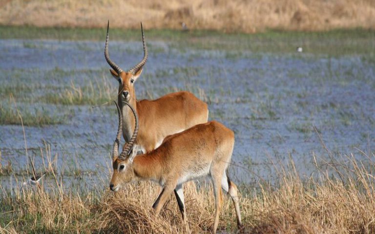 Espèces mondiales menacées d’extinction : la liste rouge de l’UICN