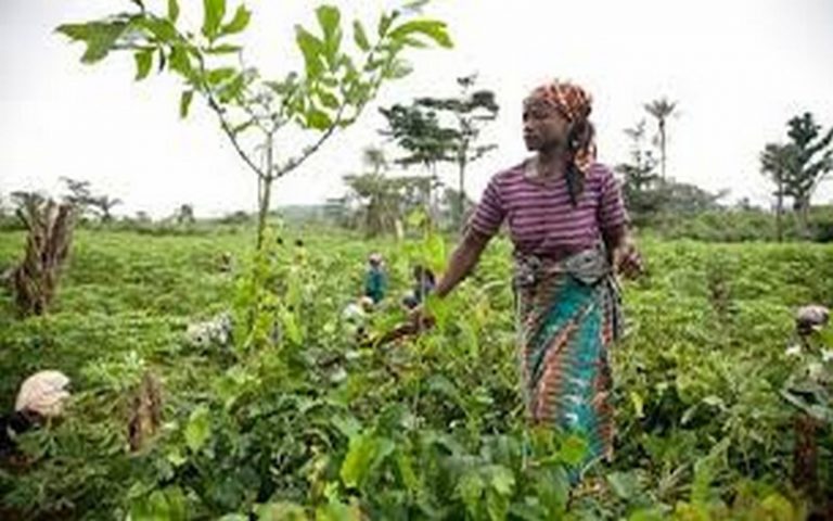 Situation des femmes dans le domaine agricole en Afrique : Fatimata Dia Sow tire sur la sonnette d’alarme