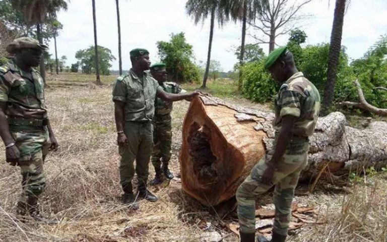 Coupe illicite du bois à Tambacounda (Sénégal) : près d’une dizaine de personnes arrêtées