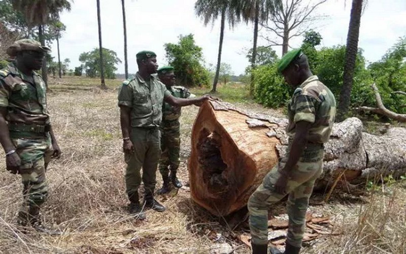Coupe illicite du bois à Tambacounda (Sénégal) : près d’une dizaine de personnes arrêtées