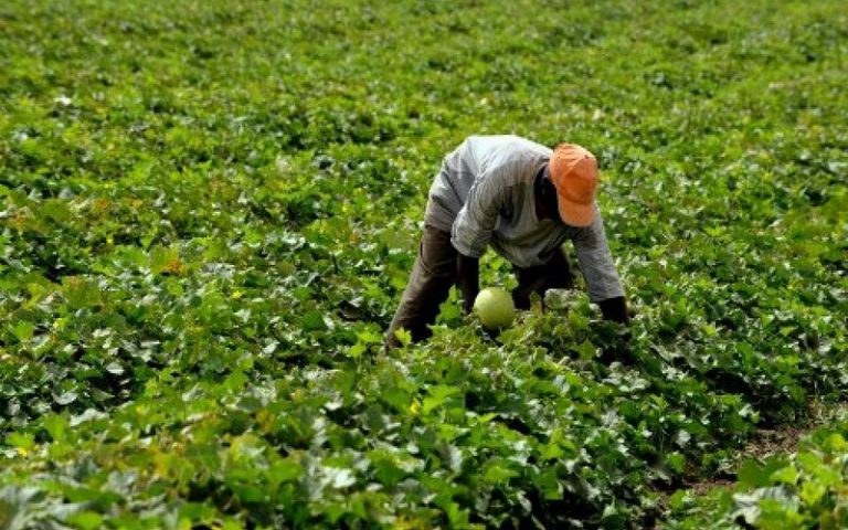 Sénégal : une téléréalité sur l’agriculture par la Ferme Factory