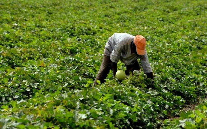 Sénégal : une téléréalité sur l’agriculture par la Ferme Factory