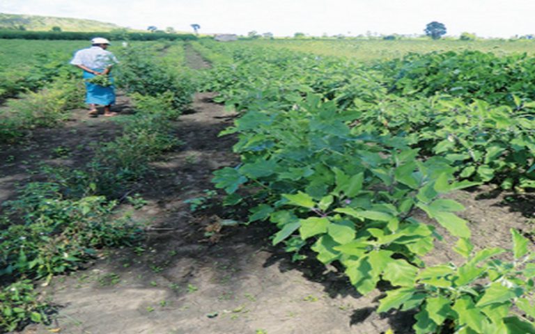 Sécurité alimentaire, environnement et emploi : l&rsquo;agroécologie une solution durable