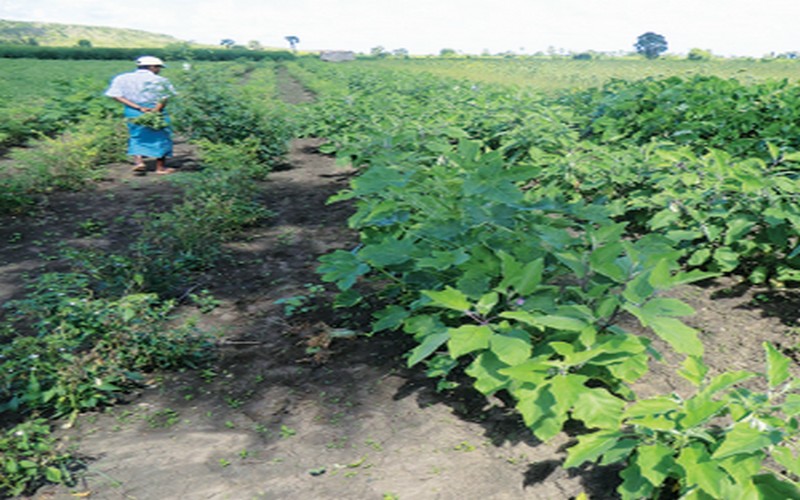 Sécurité alimentaire, environnement et emploi : l’agroécologie une solution durable