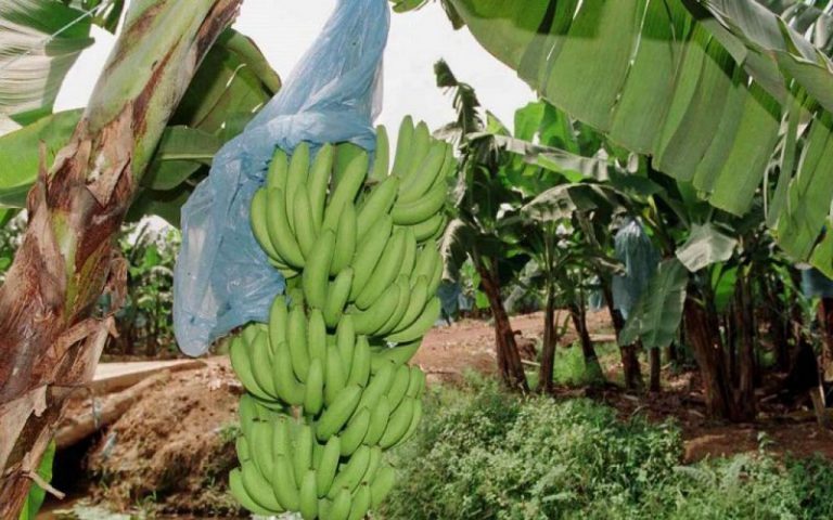 Déclaration des producteurs africains de bananes face aux conséquences du conflit russo-ukrainien sur le marché européen￼
