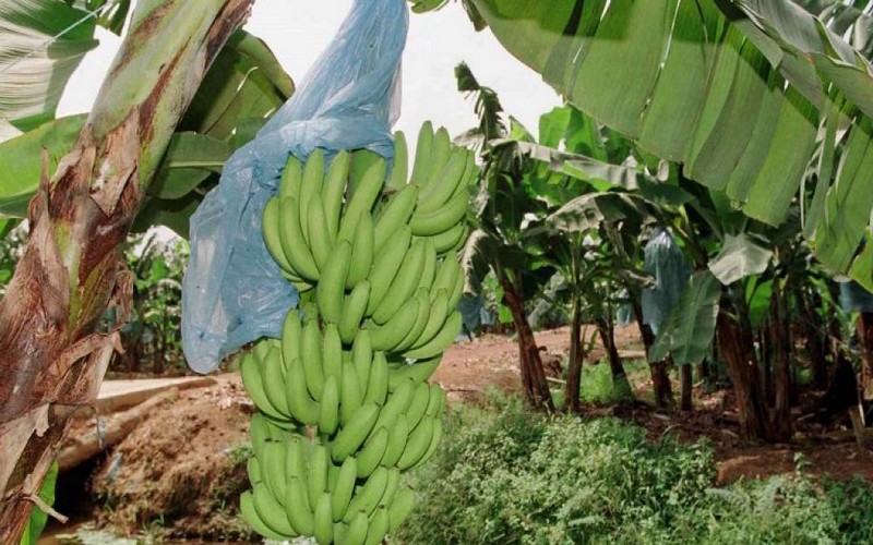 Déclaration des producteurs africains de bananes face aux conséquences du conflit russo-ukrainien sur le marché européen￼