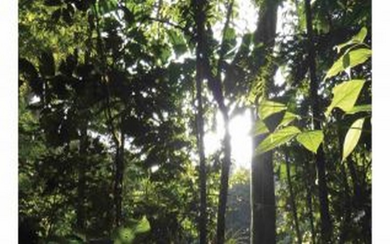 Les données du CDP pour endiguer la déforestation