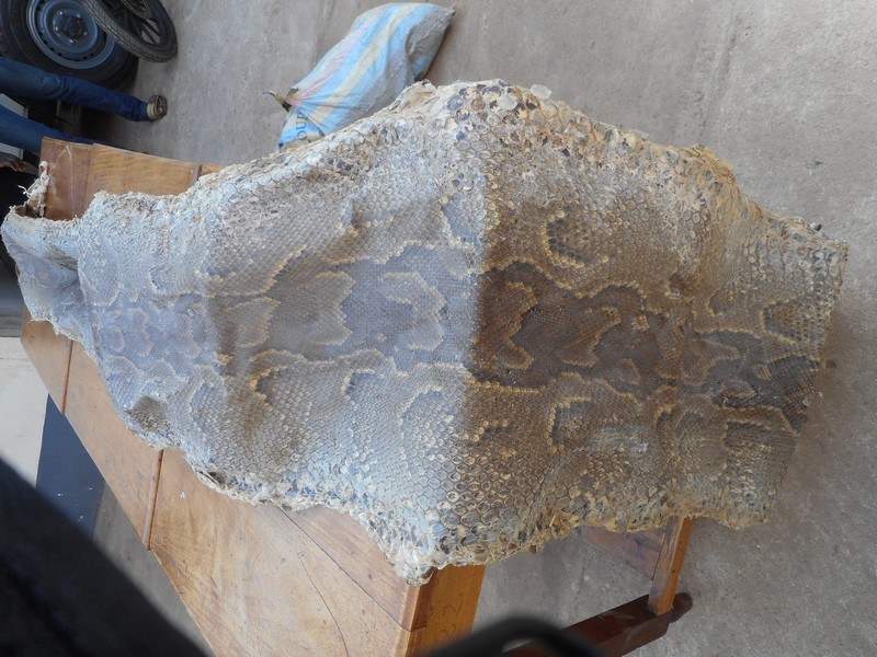 Togo : Deux trafiquants de peaux de pythons royaux condamnés