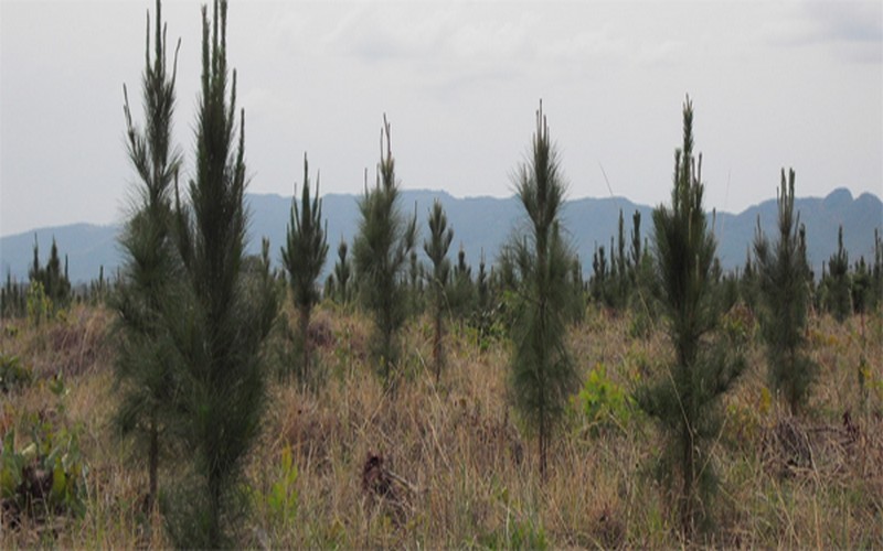 Un projet de production du papier préoccupe les ONG au Mozambique