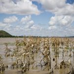 Les effets du changement climatique dans le secteur agricole en Afrique