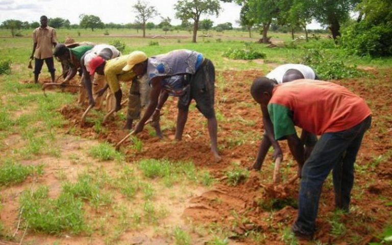 Le CILSS la CEDEAO satisfaits de leur production agricole