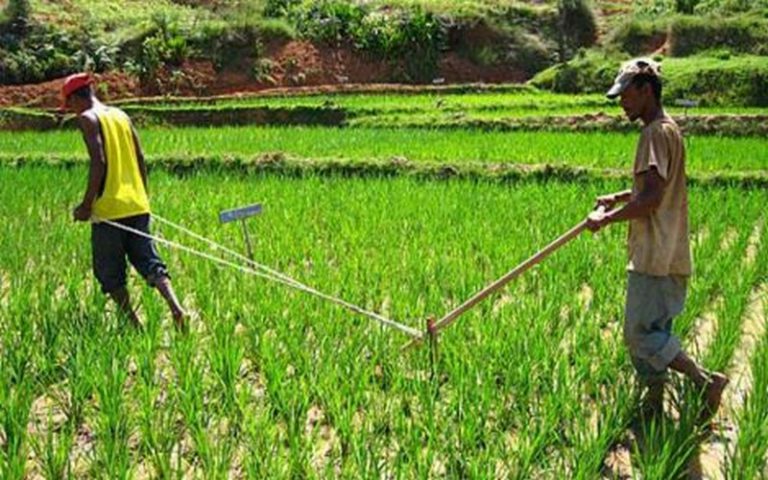 Le FIDA et le gouvernement malgache à la rescousse de son agriculture