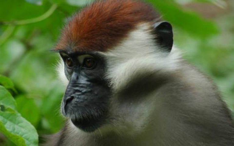 Une espèce menacée d’extinction découverte au Ghana