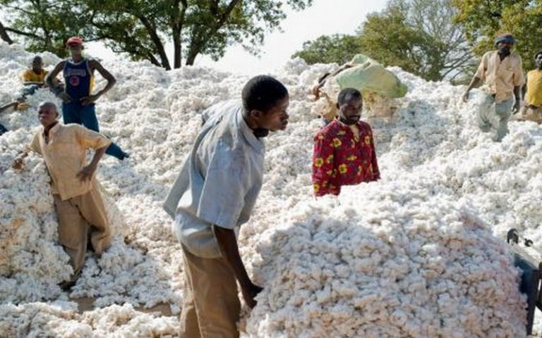 L’envol de la filière cotonnière au Bénin