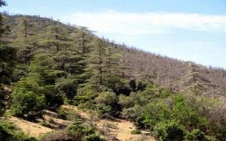 L’investissement rationnel dans le domaine forestier souhaité en algérien